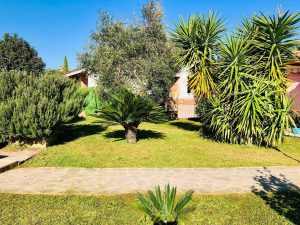 Potatura alberi a Roma ovest